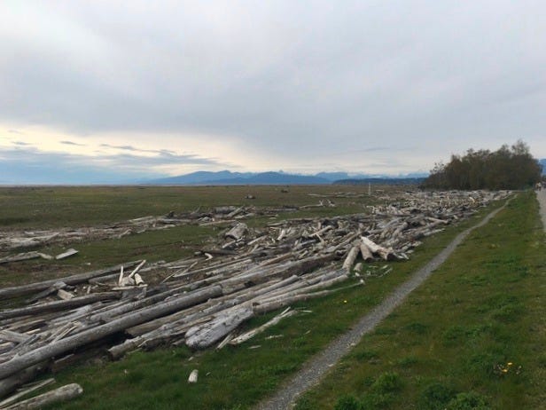 Salt marsh on Lulu Island