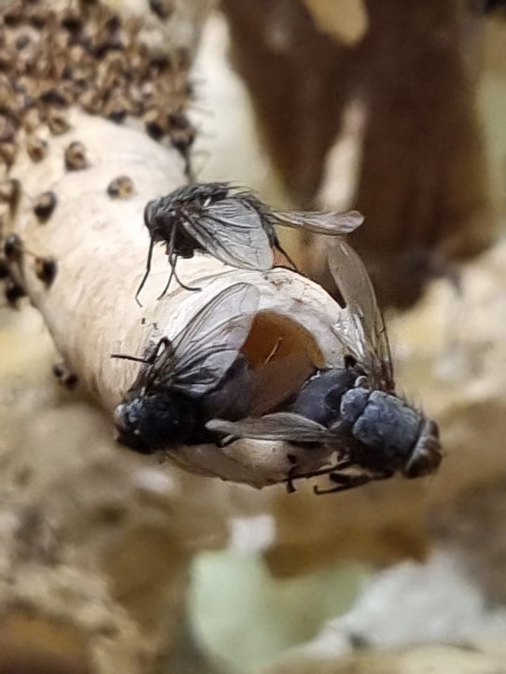 Tessa Farmer, Victor Wynd Gallery, Hackney