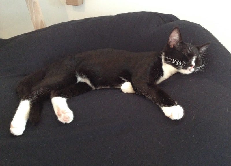 Sleeping Tuxedo Kitten Sleeping Tuxedo Kitten