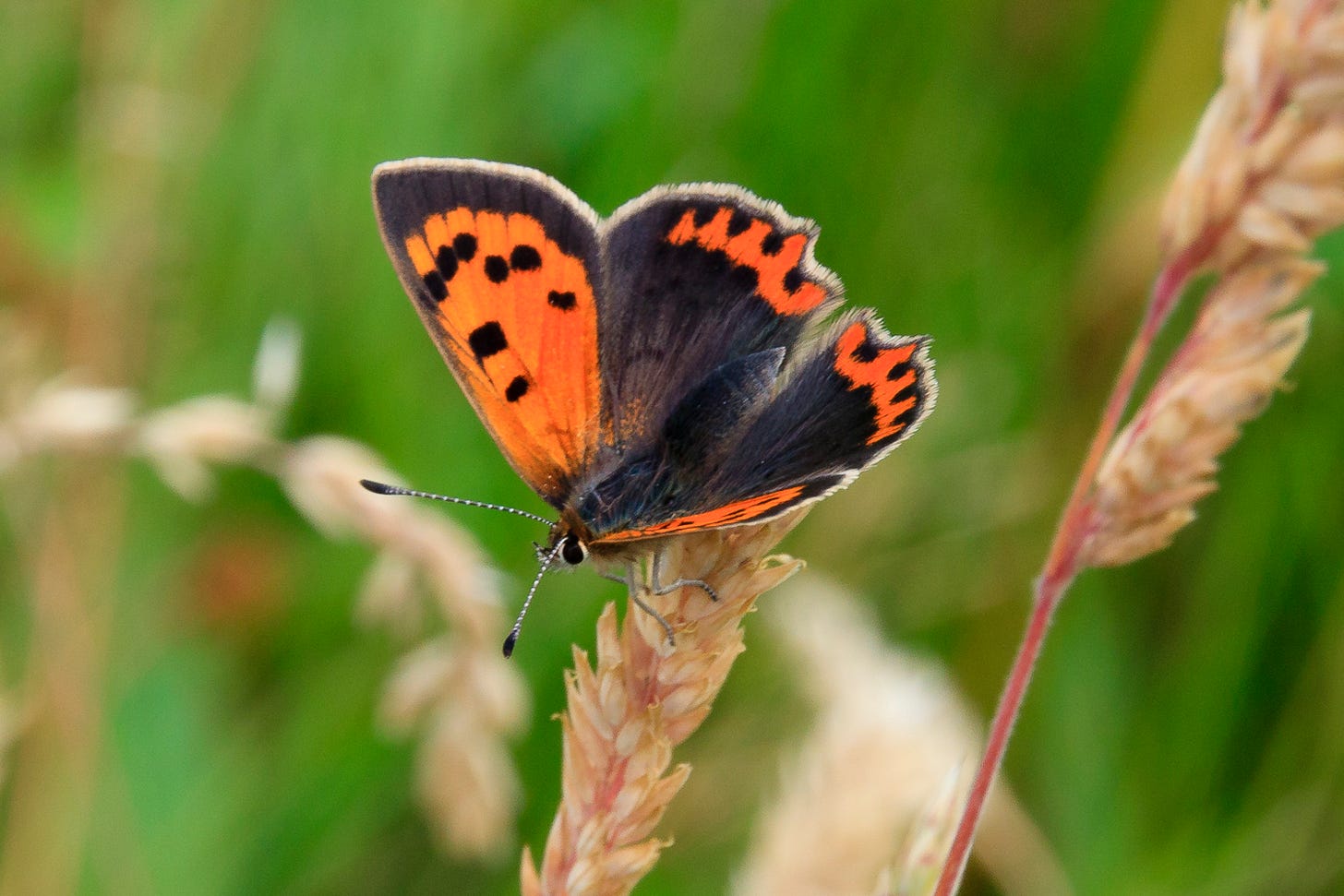 Small copper butterfly © Felicity Martin