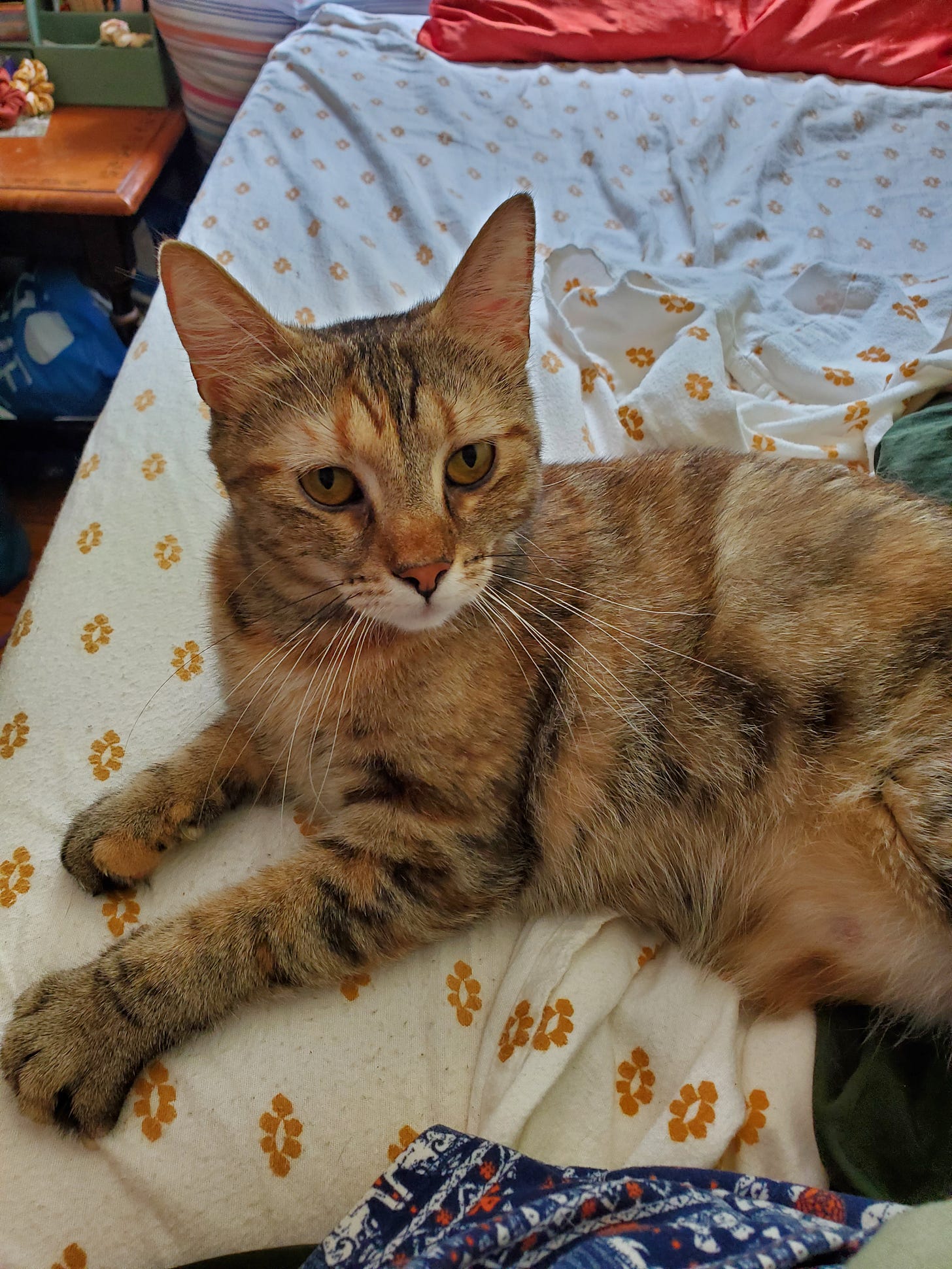 An orange, grey, and brown striped tabby cat lays on the bed next to me, waiting for pets.