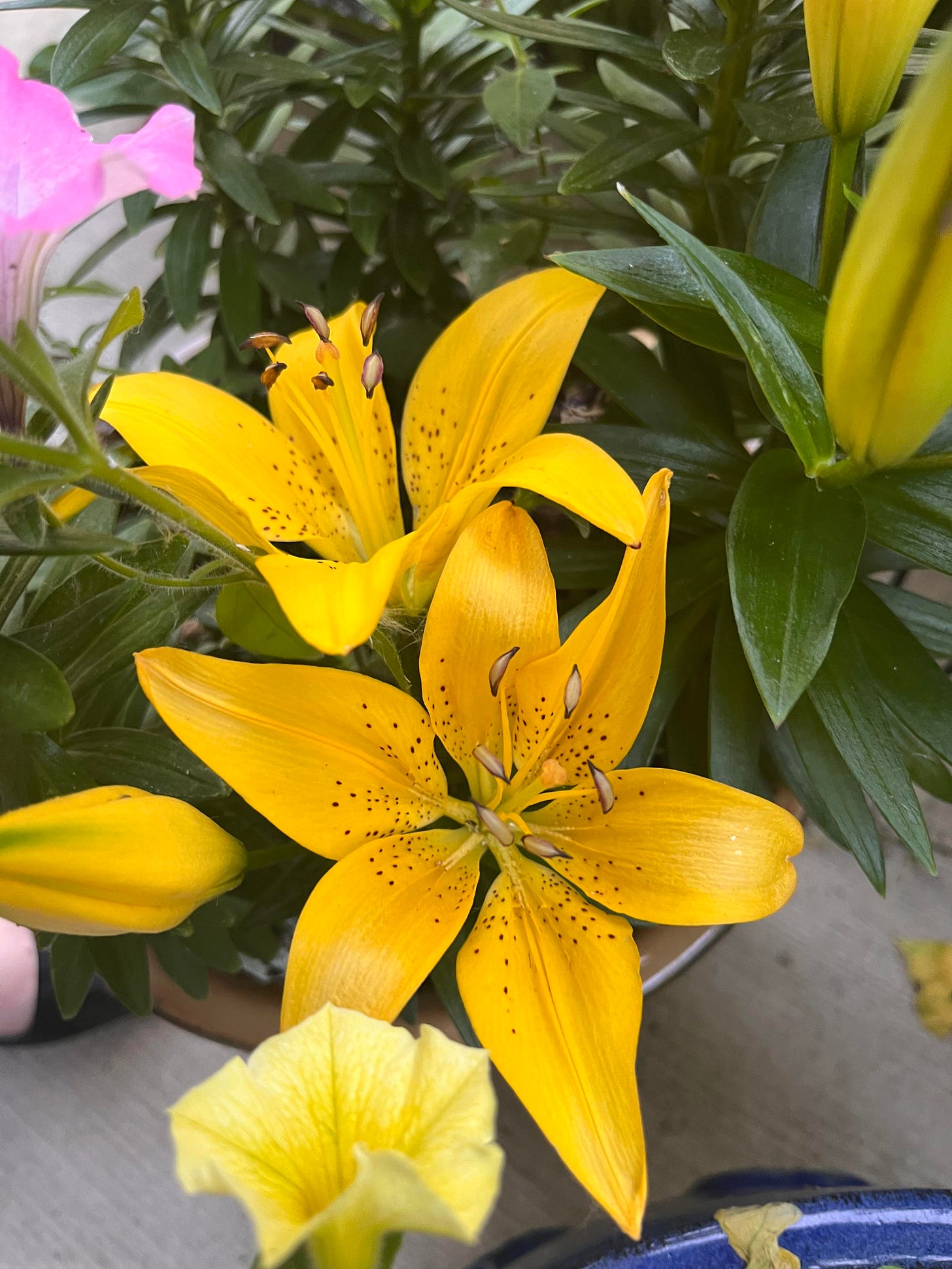 yellow lily