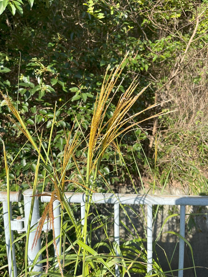 Two photos of susuki grass by the roadside in Suma, near Kobe. The susuki grass is just emerging from its green sheath as autumn progresses