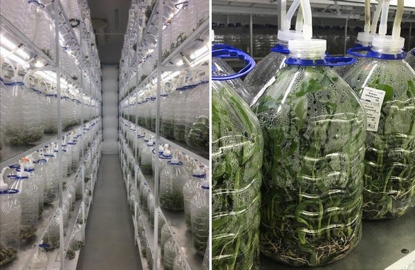 Ready-to-use bioreactor brings tissue culture back home