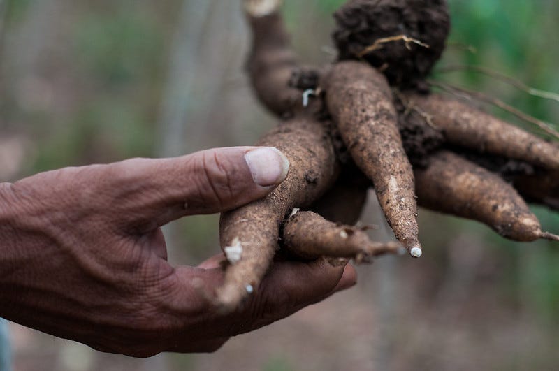 How Cassava Conquered The Americas