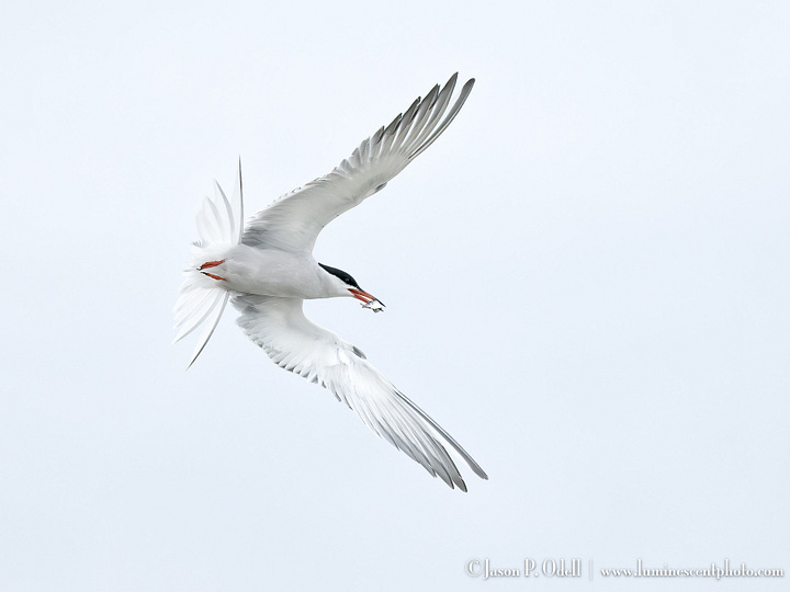 Terns and their chicks
