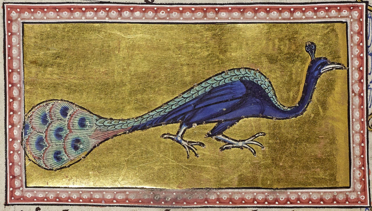 Medieval illumination: a blue peacock walking on a gold ground, its closed tail trailing low behind it, inside a red dotted border Medieval illumination: a blue peacock walking on a gold ground, its closed tail trailing low behind it, inside a red dotted border