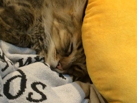 Chase Cats Feel Pain Chase Cats Feel Pain
