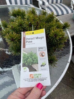 Dwarf Mugo Pine
