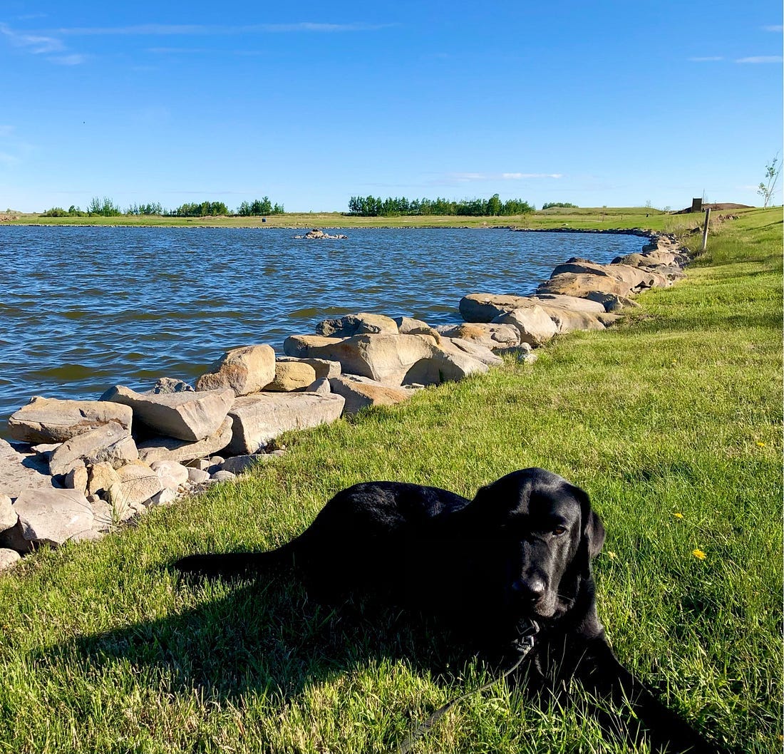 Photo by author — Cooper, a few years ago, he is a black lab and is pictured laying on the grass next to the lake