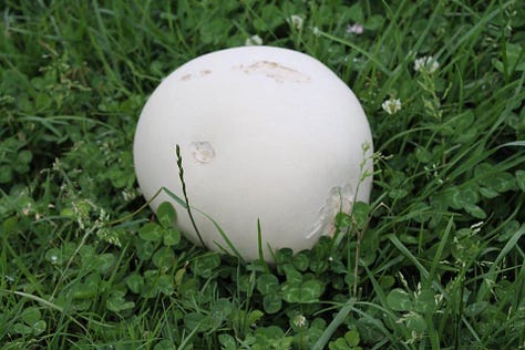 1) Giant puffball in paddock 2) cross section through giant puffball, 3) slice of puffball with chutney and cheese, 4) puffball toastie in panini press, 5) plate of puffball toasties 6) me eating a puffball toastie