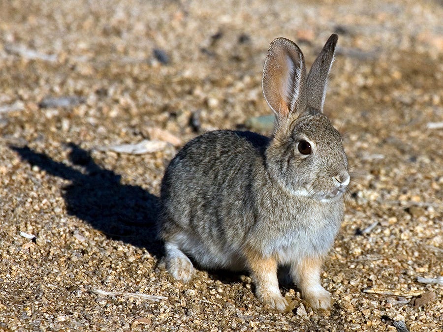 The Return of the Rabbit Virus? - by Kat Talley-Jones
