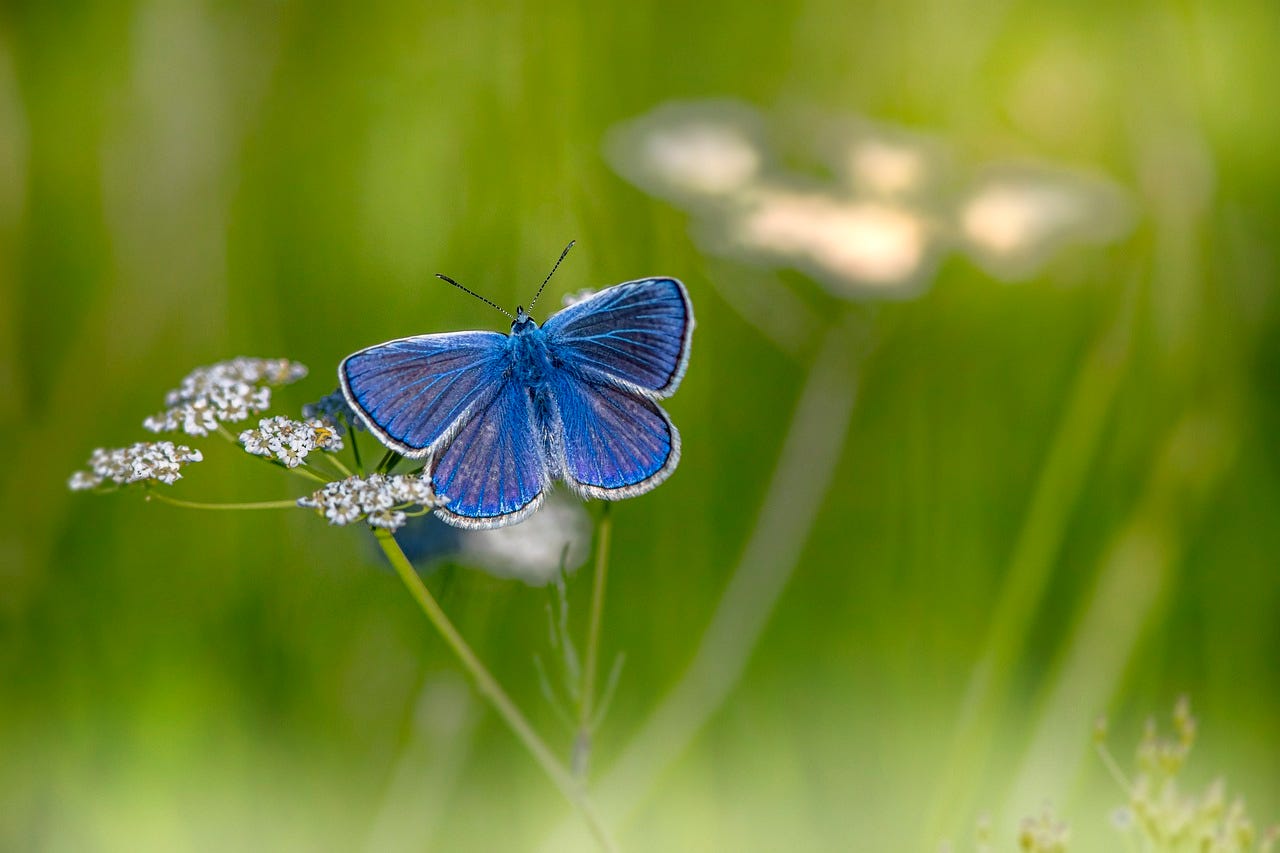 mazarine-blue-6405362_1280.jpg