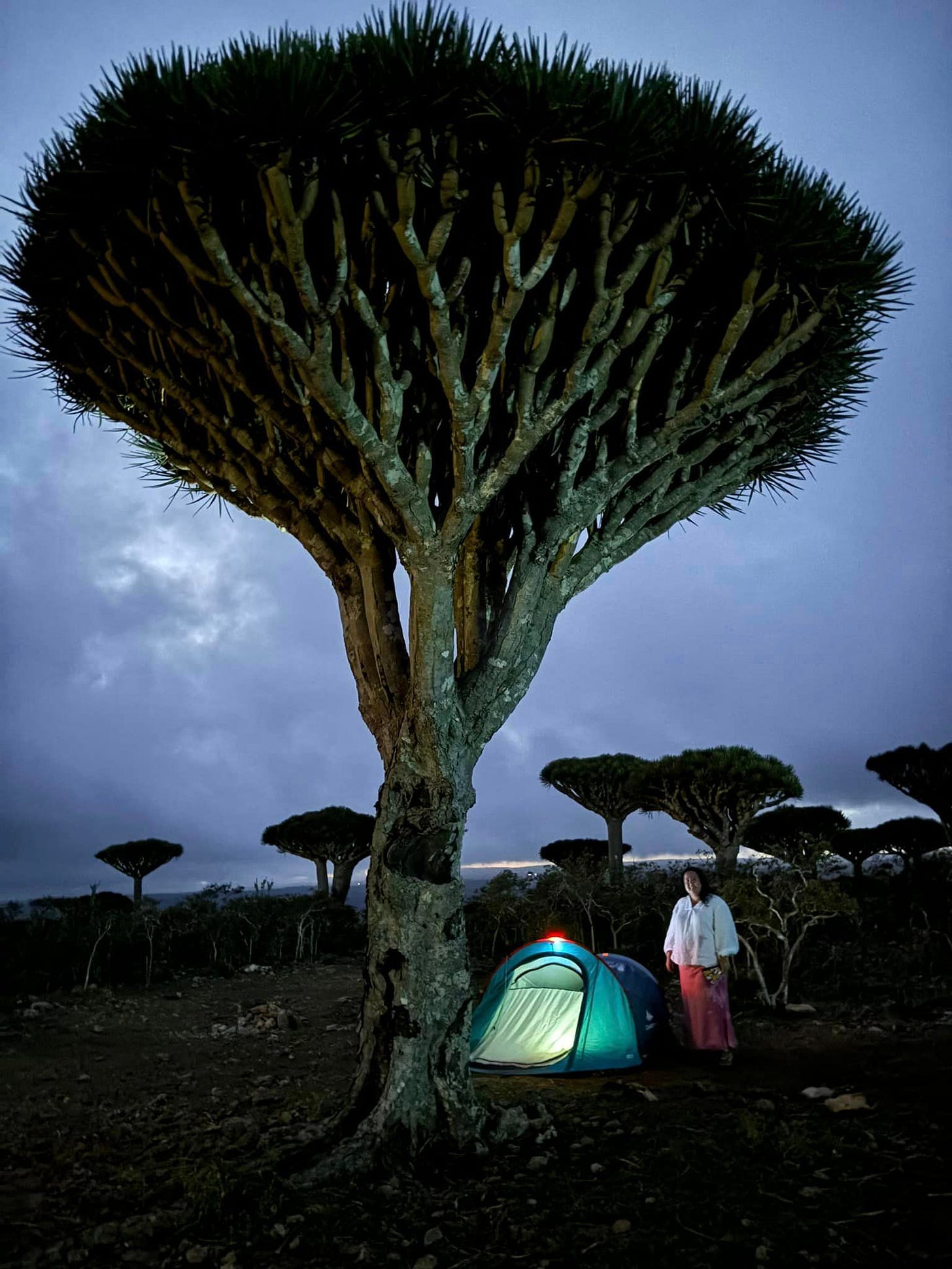 May be an image of 1 person and tree