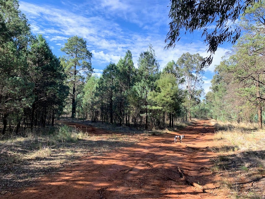 The forest makes me feel small