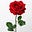 Rose's avatar