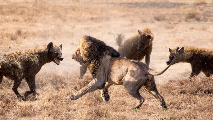 Lion vs 3 Hyenas In A Big Fight For Survival - YouTube