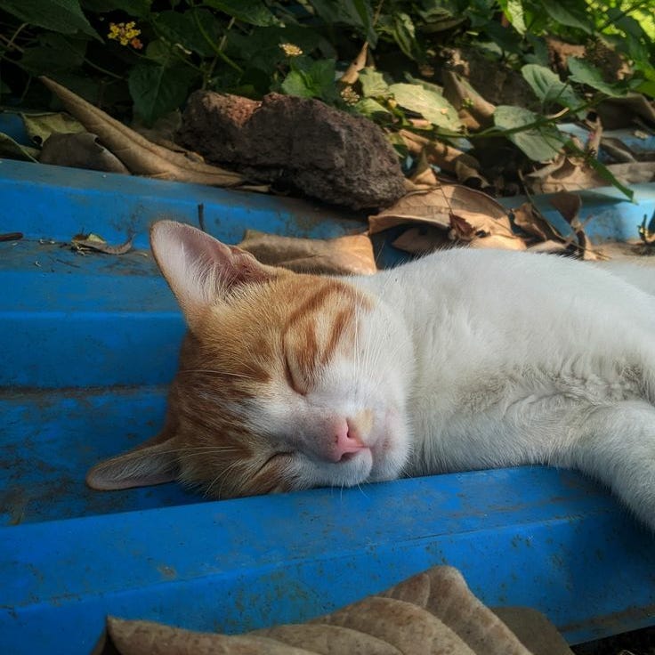 The Sleeping Cat 