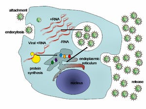 300px-HepC_replication