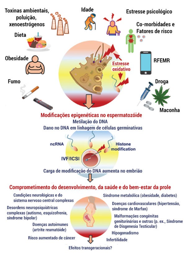 Gráfico mostrando fatores envolvidos em mudanças na estrutura do espermatozoide e as possíveis consequências de saúde nos descendentes Gráfico mostrando fatores envolvidos em mudanças na estrutura do espermatozoide e as possíveis consequências de saúde nos descendentes