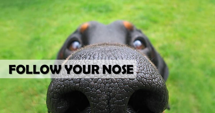 follow nose.png follow nose.png