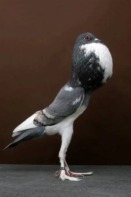 Know Your Pigeons: The Pouter Pigeon - Pigeon Patrol Canada - Bird Control  Products & Services