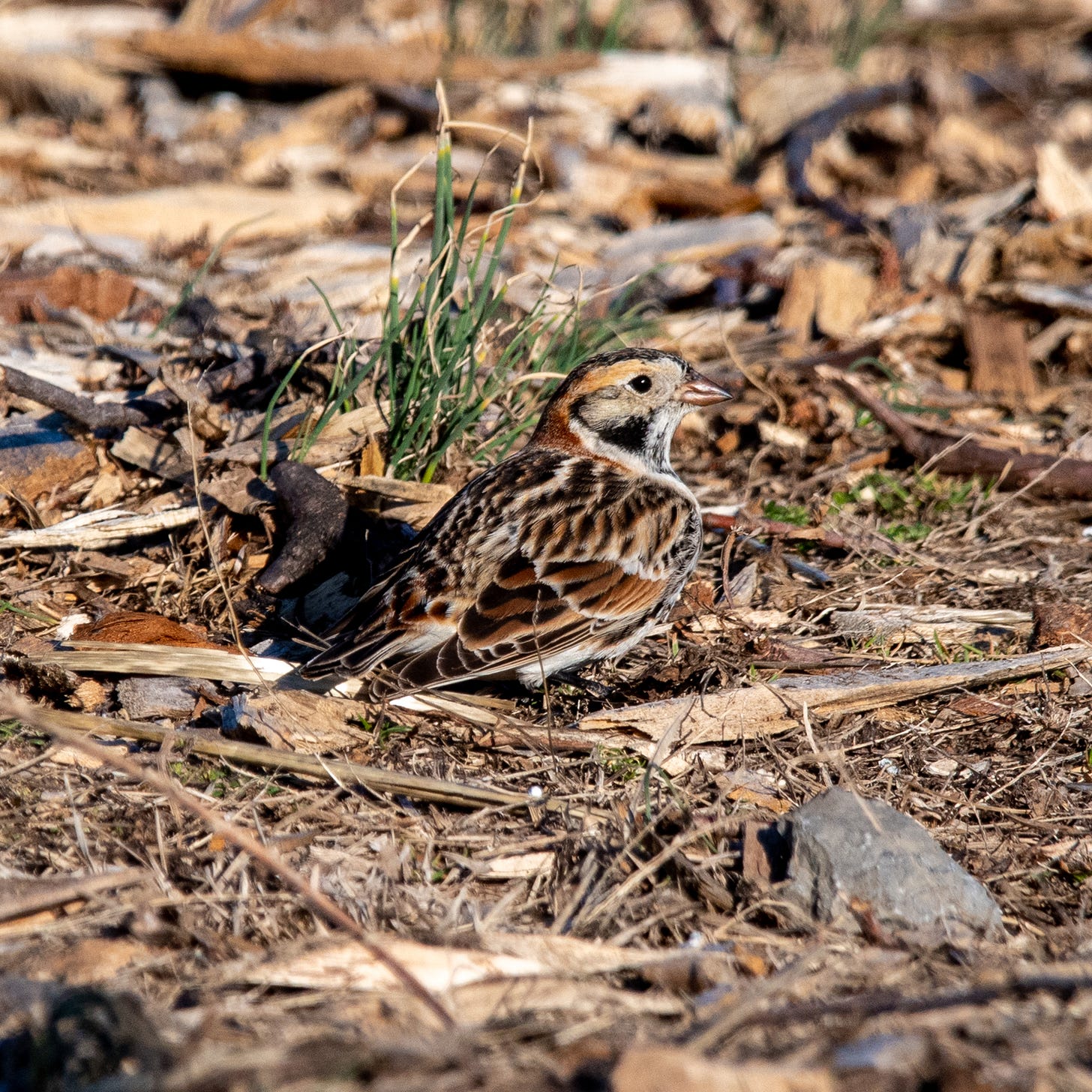 A Lapland longspur (yellow supercilium, gray lore and auricular, rufous nape), seated among leaf and bark debris