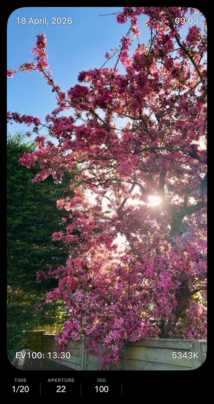 The view of the spring cherry blossom in my garden, and the resulting Harman Azure image.