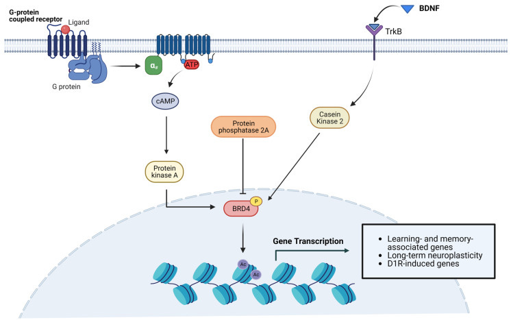 An external file that holds a picture, illustration, etc.
Object name is biomedicines-11-00750-g002.jpg An external file that holds a picture, illustration, etc.
Object name is biomedicines-11-00750-g002.jpg