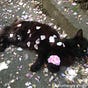Susan's avatar
