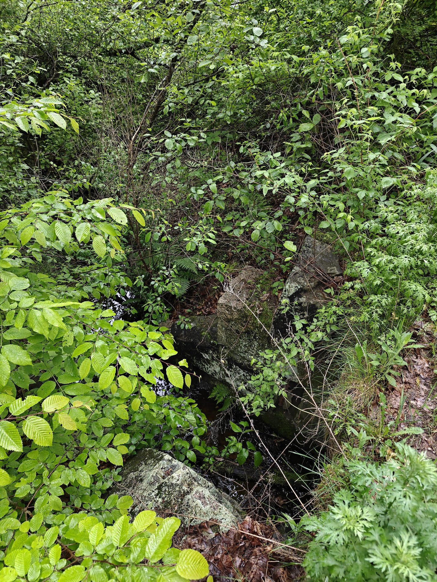 A Trek Along the Cocheco Railroad