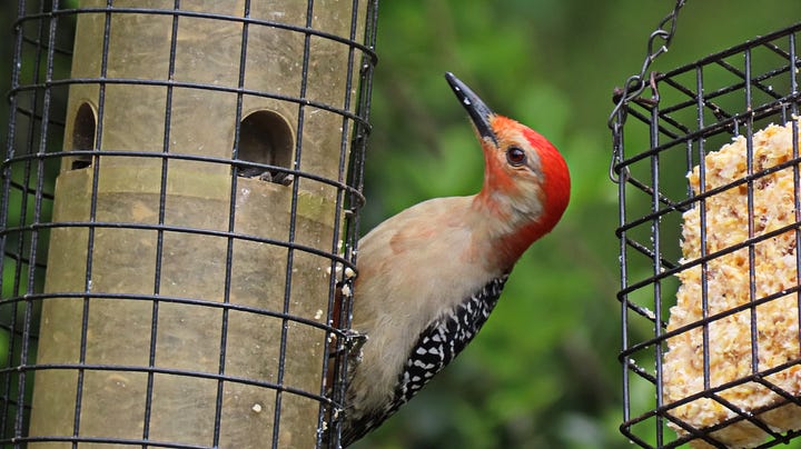 Woodpecker on a feeder