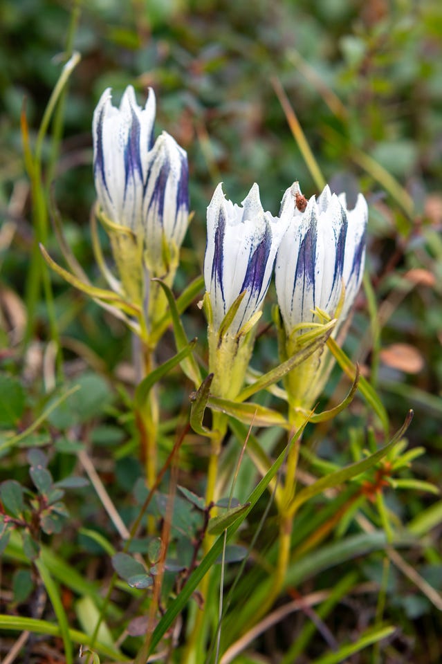 A cluster of upright tubular flowers, creamy white streaked with deep blue-purple lines, rises on pale green stems from a tangle of grass and low tundra plants. One bloom is torn, and a small insect rests on its rim.