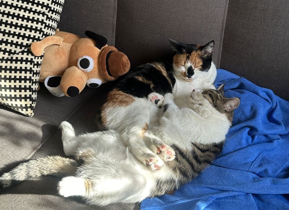 calico and tabby cats in some sort of Demon pile