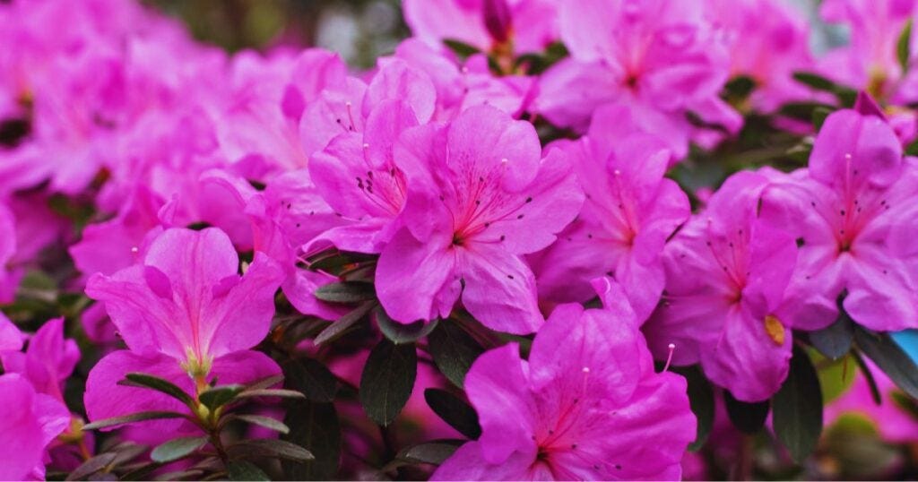a group of purple flowers found after someone asked "Are encore azaleas perennials?" a group of purple flowers found after someone asked "Are encore azaleas perennials?"