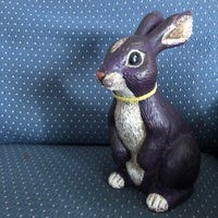 My pet rabbit named Rabbit. 
