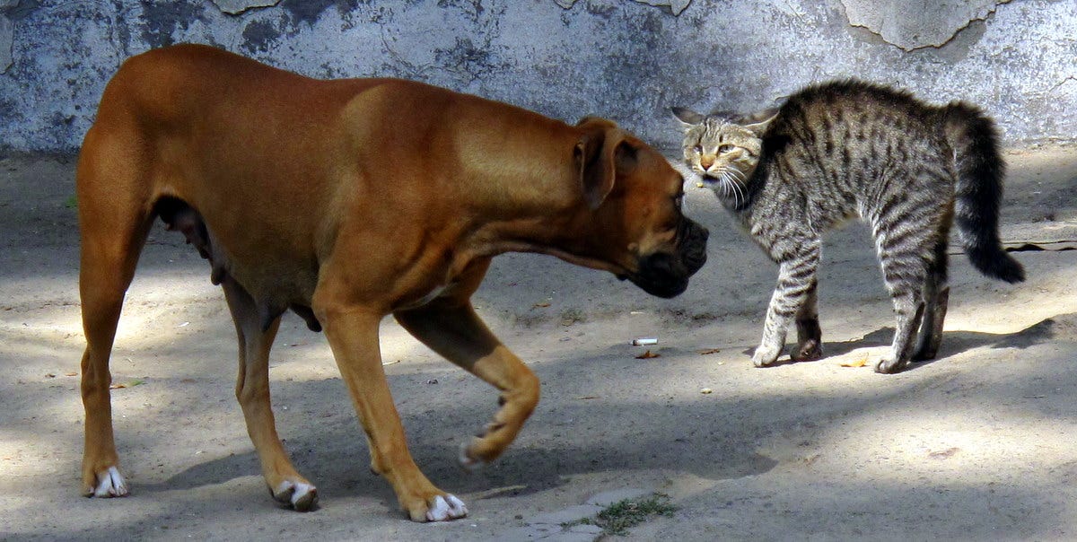 File:Cat and dog standoff (3926784260).jpg - Wikimedia Commons