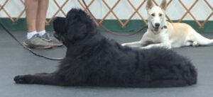 Crokell in an attentive down Crokell in an attentive down