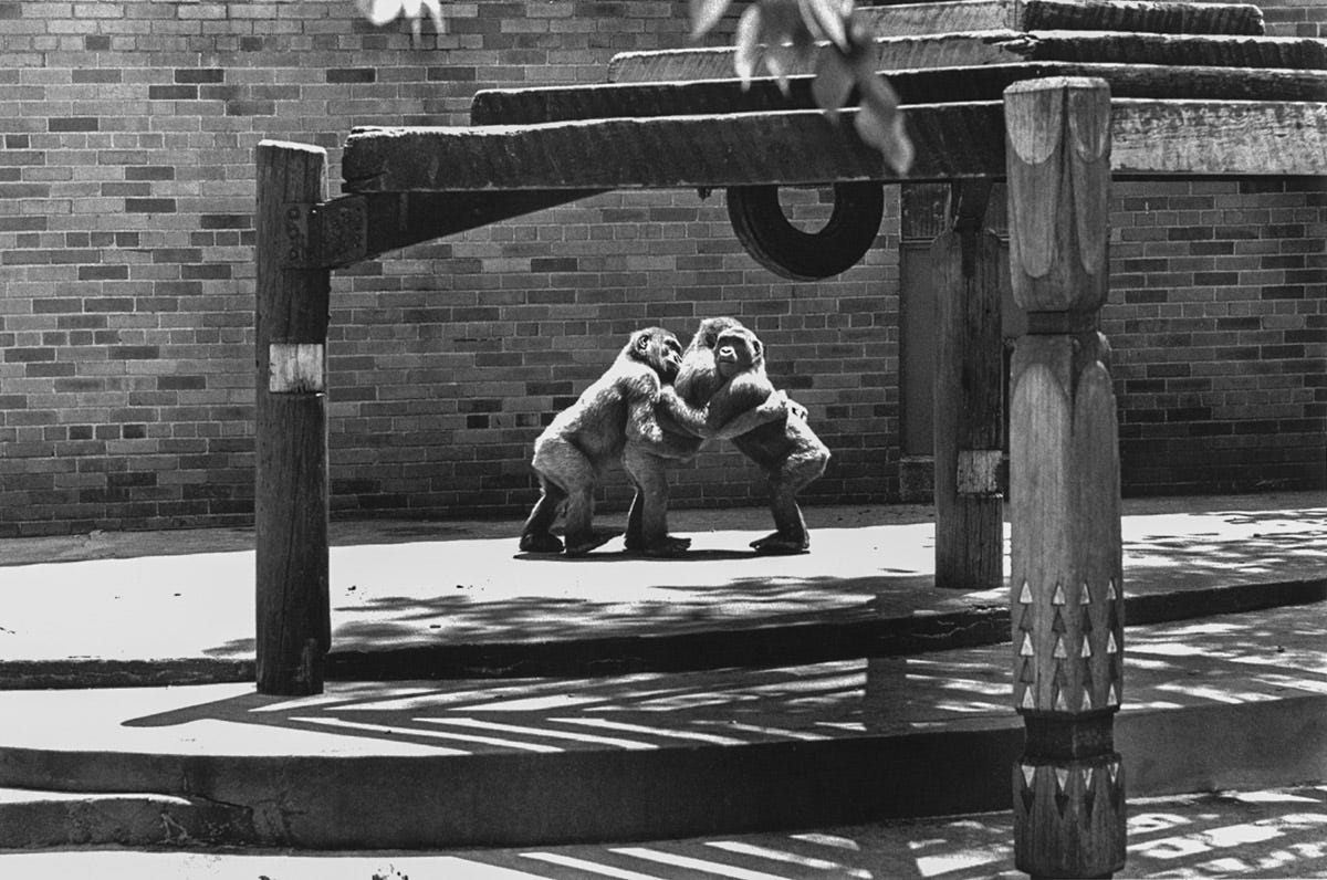 Pier 24 Garry Winogrand - "The Animals" - Pier 24