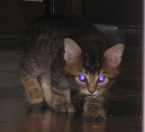 Chase_Kitten_Cats'_Eyes_Glow Chase_Kitten_Cats'_Eyes_Glow