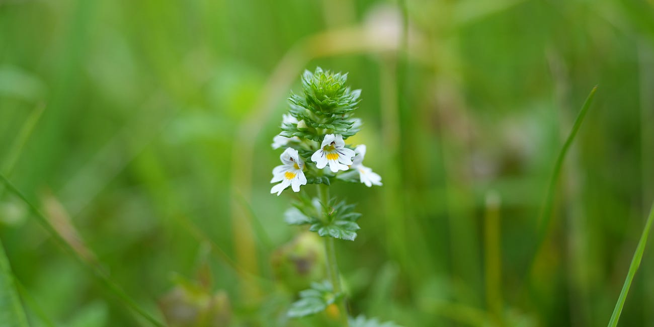 Euphrasia | eyebright