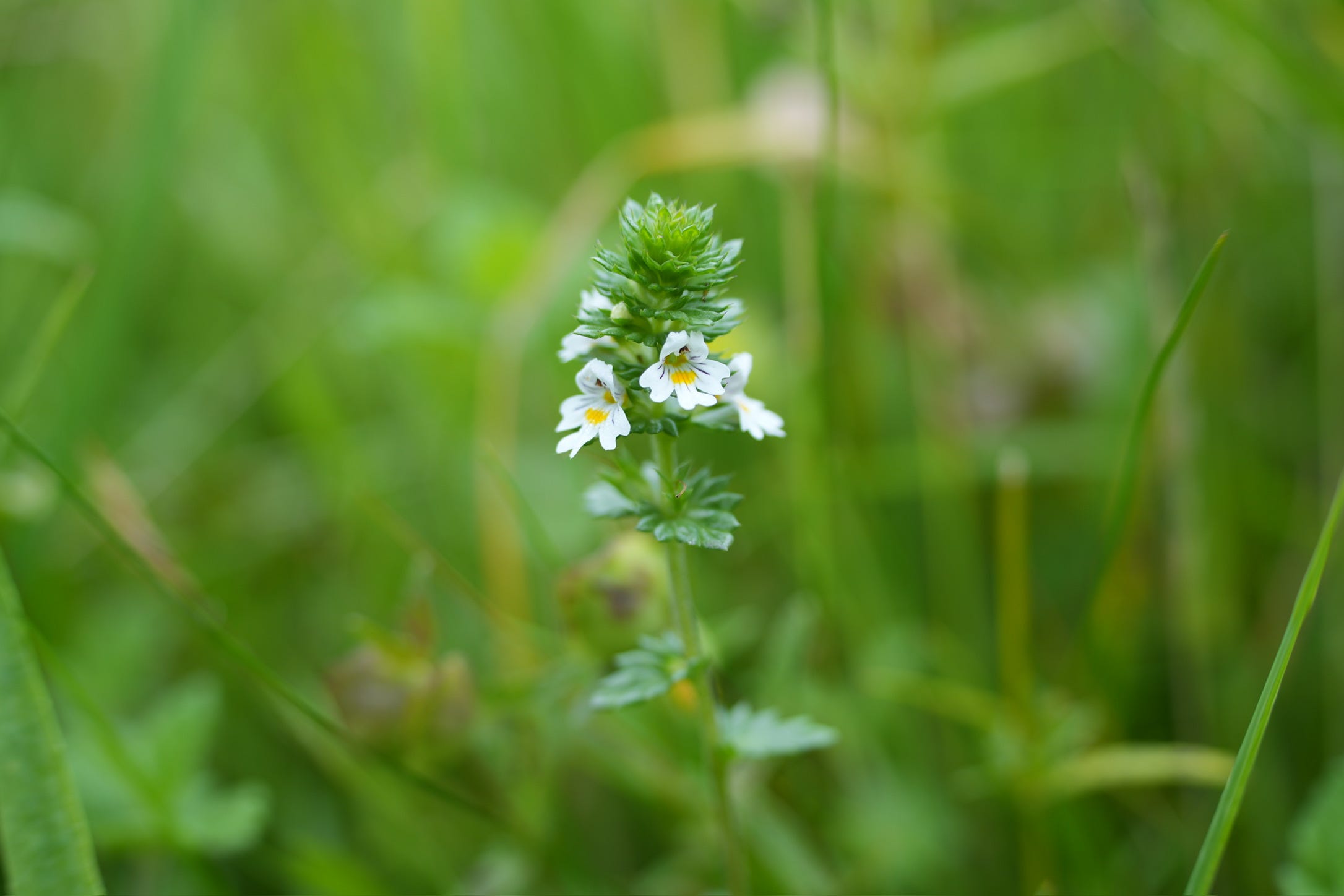 Euphrasia | eyebright Euphrasia | eyebright