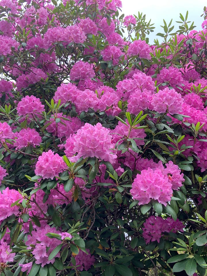 Rhododendrons flowering long the road sp 232 from Trivero (BI)
