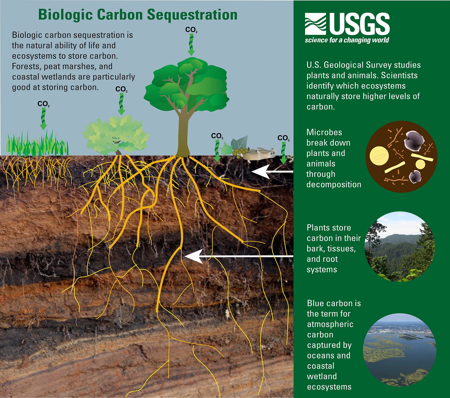 Biological Carbon Sequestration | U.S. Geological Survey Biological Carbon Sequestration | U.S. Geological Survey