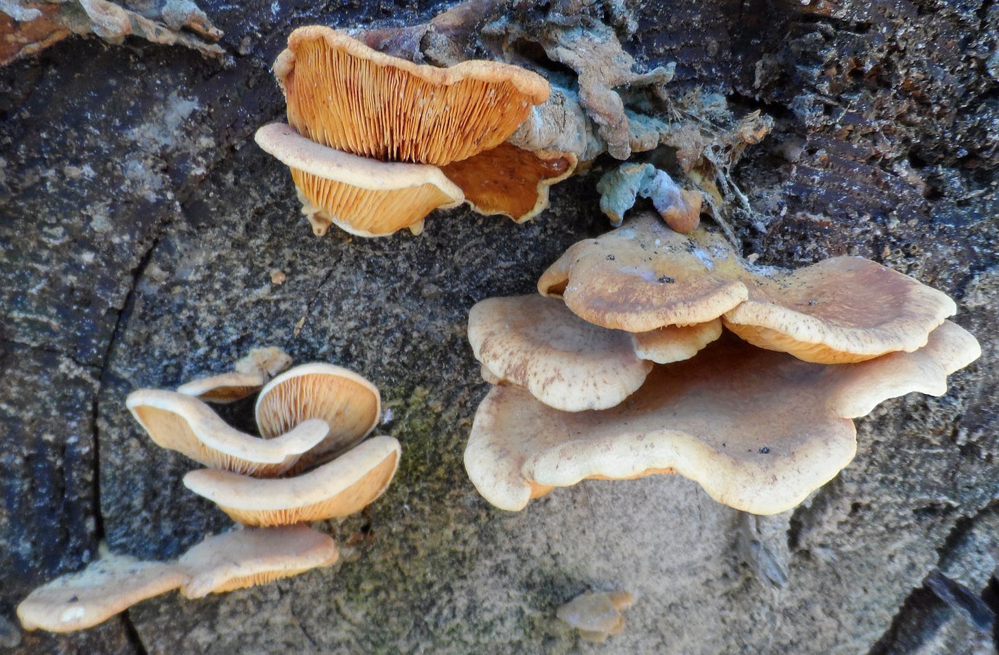 Cluster of mushrooms growing on a log. Cluster of mushrooms growing on a log.