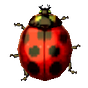 Lucky's avatar