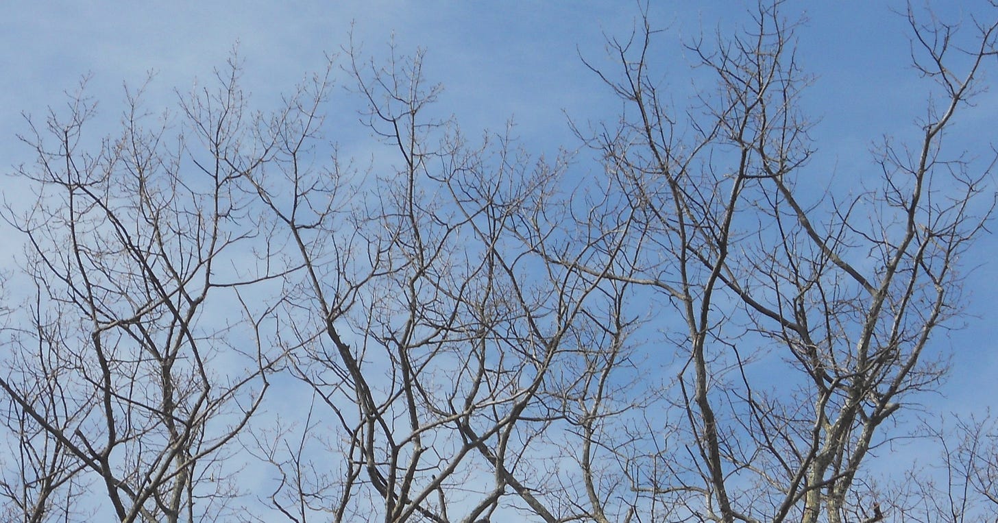 trees