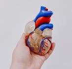 A hand holding a model of a human heart.