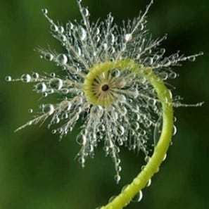 Photo of a fern with drops of dew on it