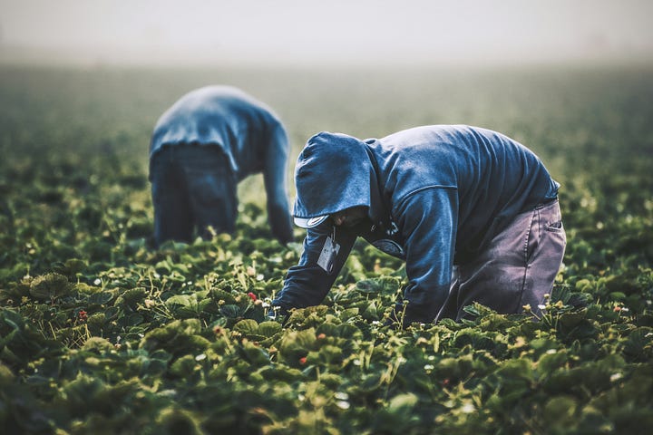 Strawberry pickers work the fields at harvest time. California, USA